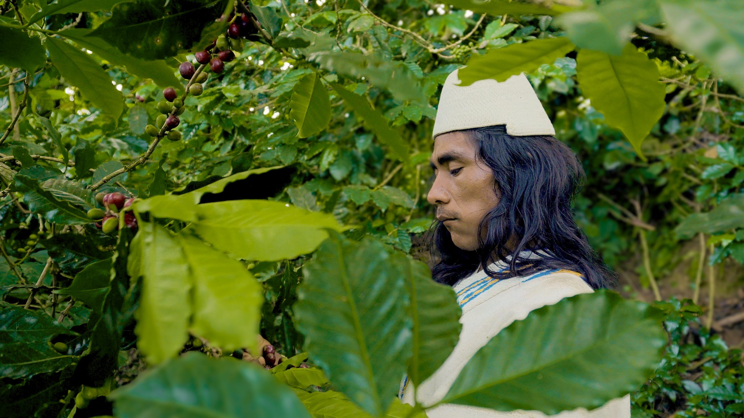 Arhuaco handpicking coffee